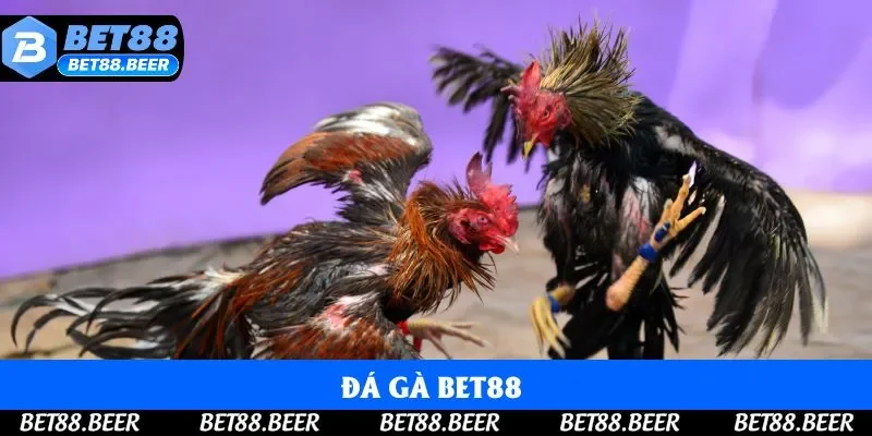 Đá Gà Bet88 - Tìm Hiểu Top Hình Thức Cá Cược Hot 2025